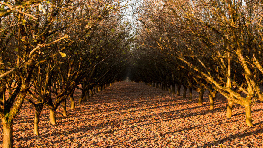 Voćari, zaštitite koštičavo i orašasto voće bakarnim pripravcima