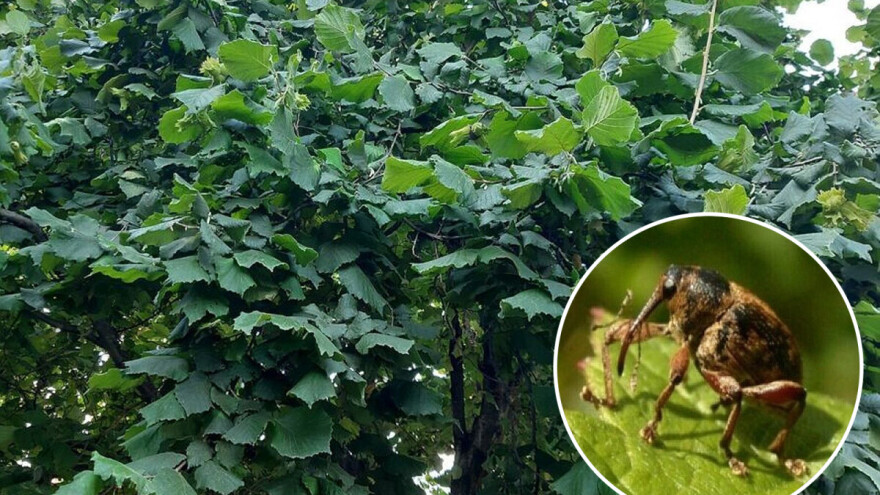 Uzgoj lijeske: Prekopavanjem suzbijte ljeskotoča