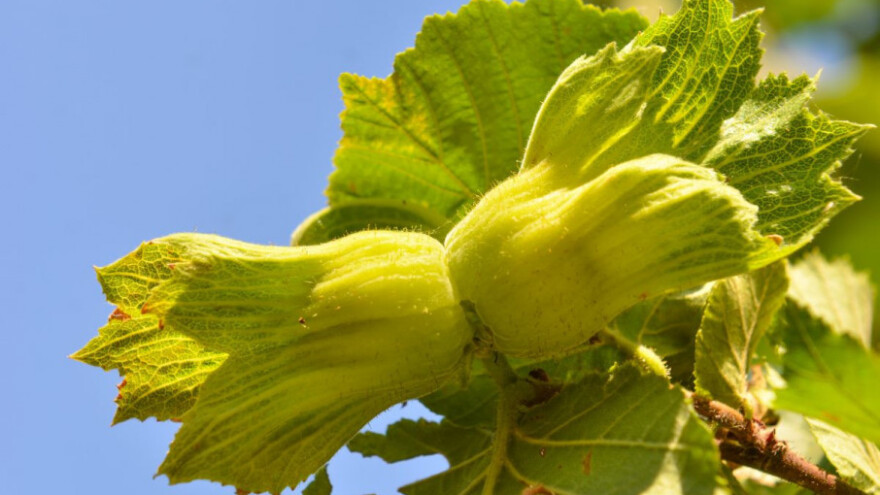 Jača kontrola uvoza kikirikija, oraha, lješnjaka