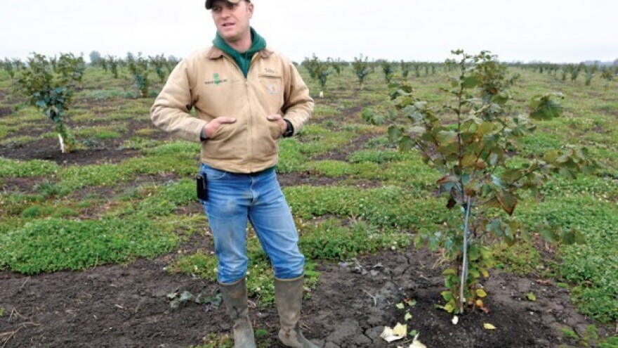 Talijani traže hrvatske proizvođače lješnjaka!