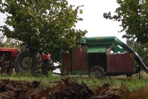 2 tisuće eura za sadnju hektara lješnjaka