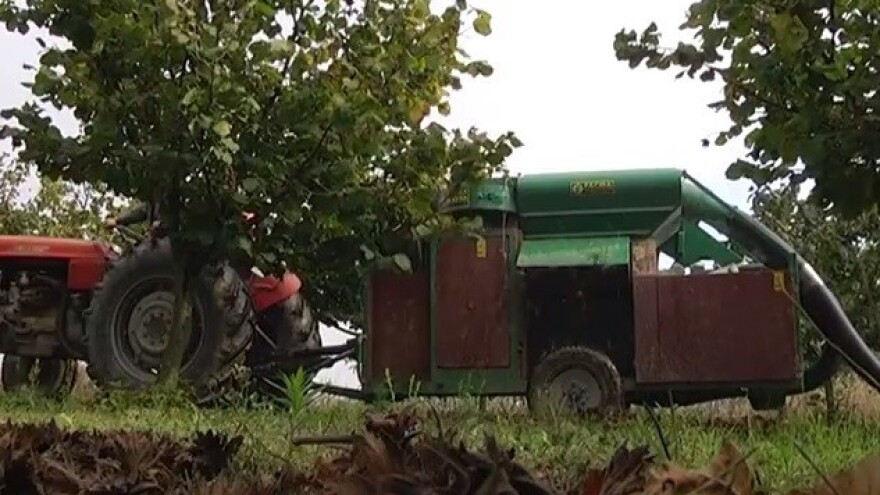 2 tisuće eura za sadnju hektara lješnjaka