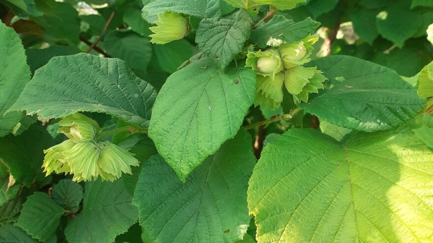 Uzgoj lješnjaka - s jednog hektara prihod 27.000 KM?