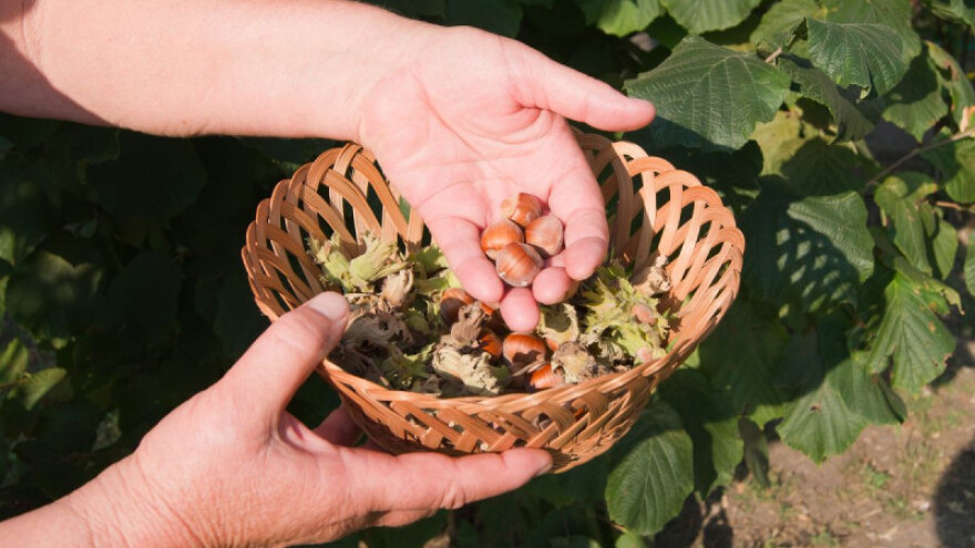 Posla ima puno, a lješnjak je trenutno 70 kn/kg