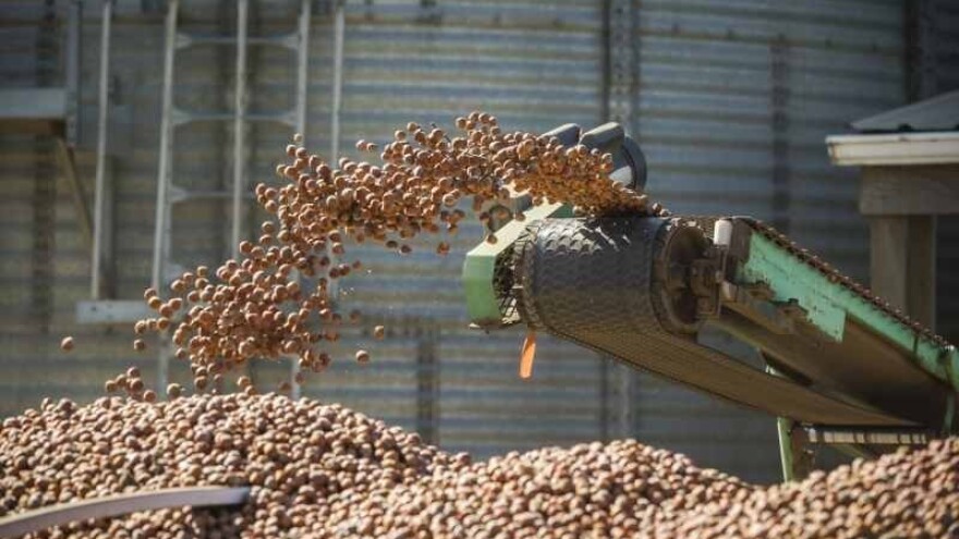 Folijarna gnojidba lijeske