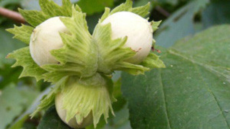 Uzgoj lješnjaka primjenom Thiofer npa