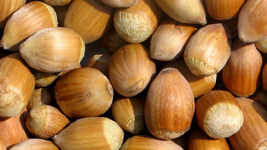 Sa 600 stabala lijeske neće ubrati - ni jedan lješnjak!