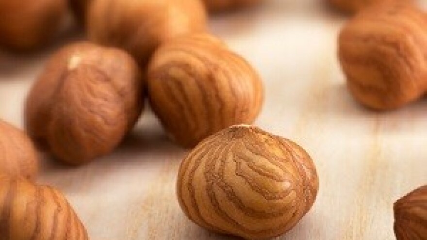 Berba lješnjaka na najvećoj slavonskoj plantaži