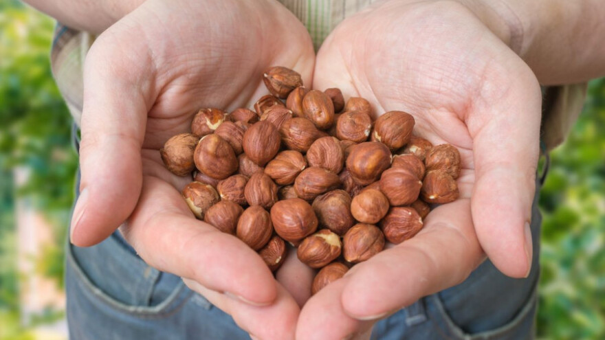 400 tisuća kuna za podizanje nasada lijeske