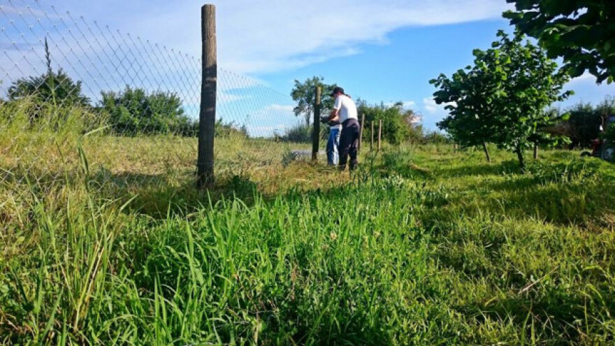 Lješnjaci na 5 ha u srcu Slavonije beru se ručno!