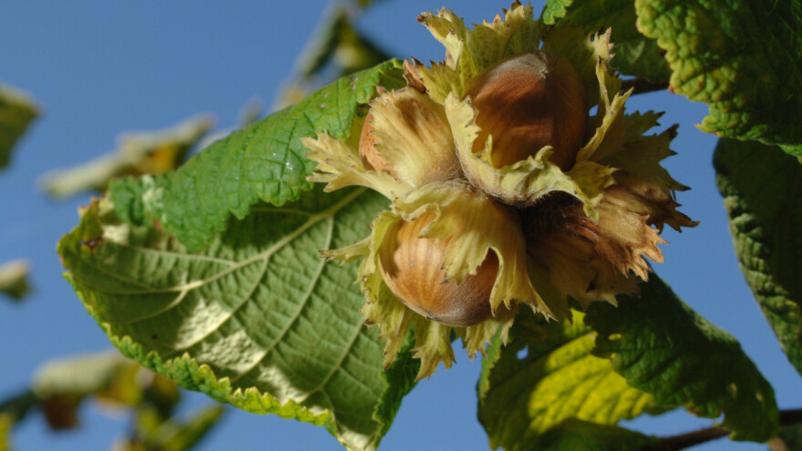 Najznačajnije sorte lijeske porijeklom iz Italije