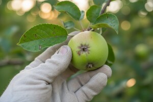 Ljetna zaštita jabuke