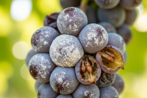 Ljetna zaštita vinove loze od pepelnice