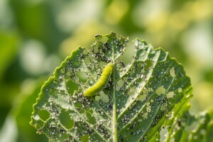 Ljetni problemi u uzgoju kupusnjača