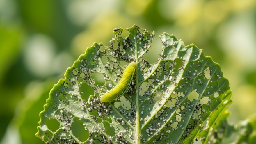 Ljetni problemi u uzgoju kupusnjača