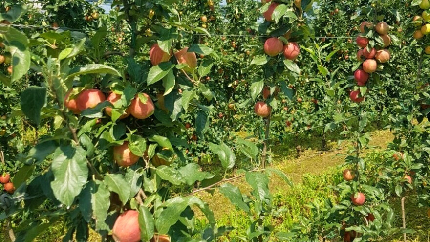 Šta uraditi za krupnije plodove voća, jedna mjera je nezamjenjiva?