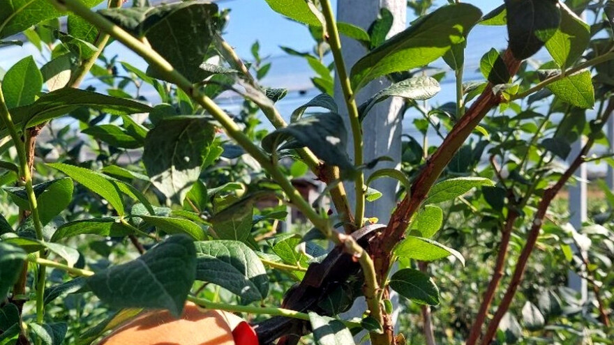 Ljetnja rezidba borovnica - očistite donje grane i unutrašnjost krošnje