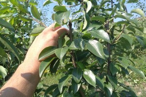 Ljetna rezidba krušaka – osnova za dobar urod u narednoj godini