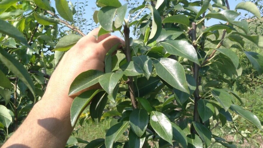 Ljetna rezidba krušaka – osnova za dobar urod u narednoj godini