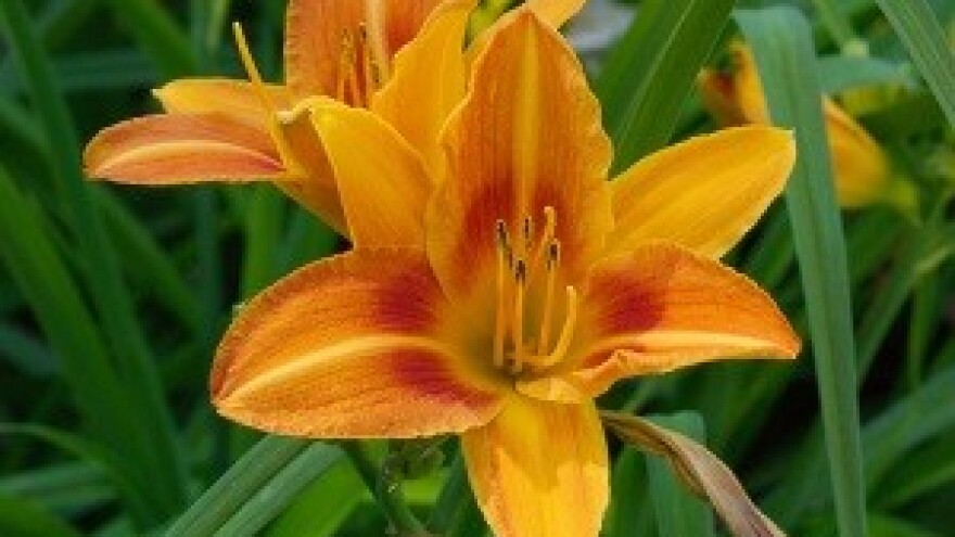 Dnevni ljiljan ukras vrta