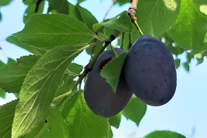 Cena kupine neće biti stimulativna, a šljiva još čeka otkupnu