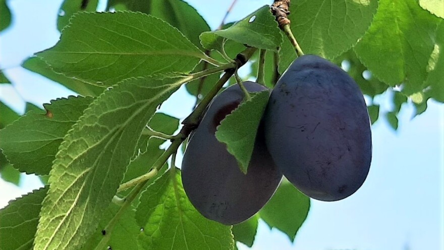 Cena kupine neće biti stimulativna, a šljiva još čeka otkupnu