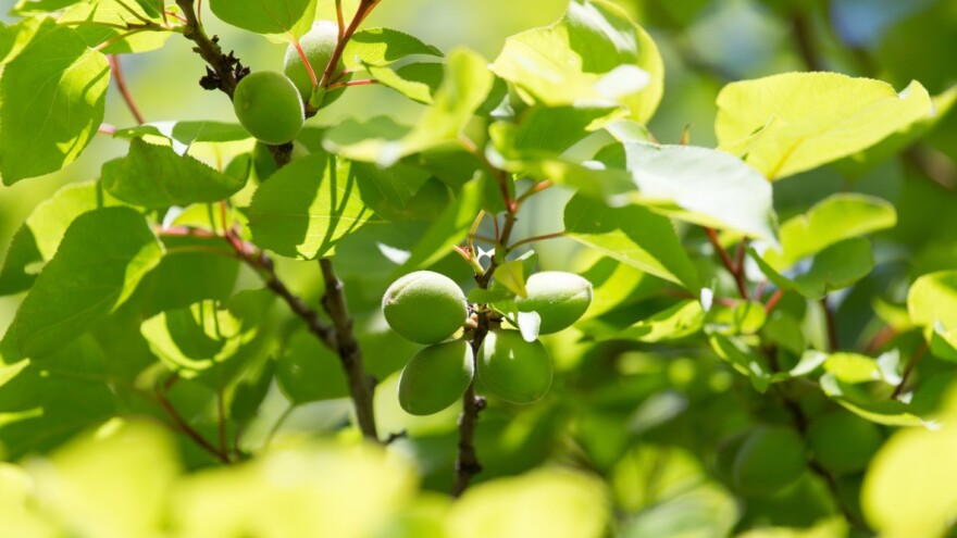 Kako sprečiti šupljikavost lista šljive?