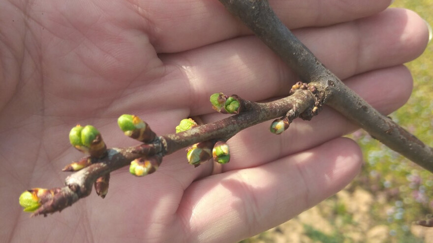 Primećena imaga šljivine ose u šabačkim zasadima
