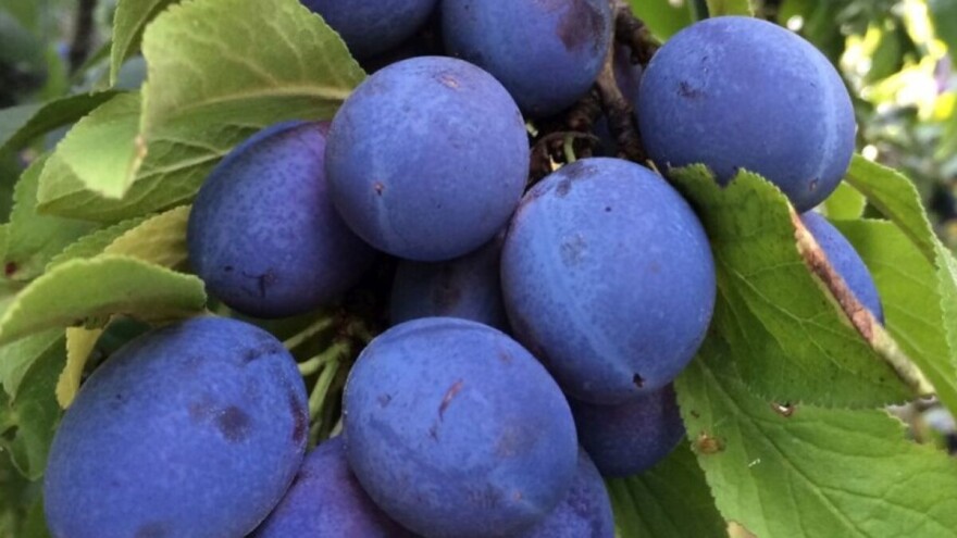 Rod šljive odličan, ipak voćari zabrinuti zbog niske cene