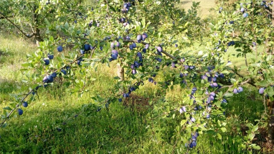 Prvo stručno savjetovanje voćara majevičke regije