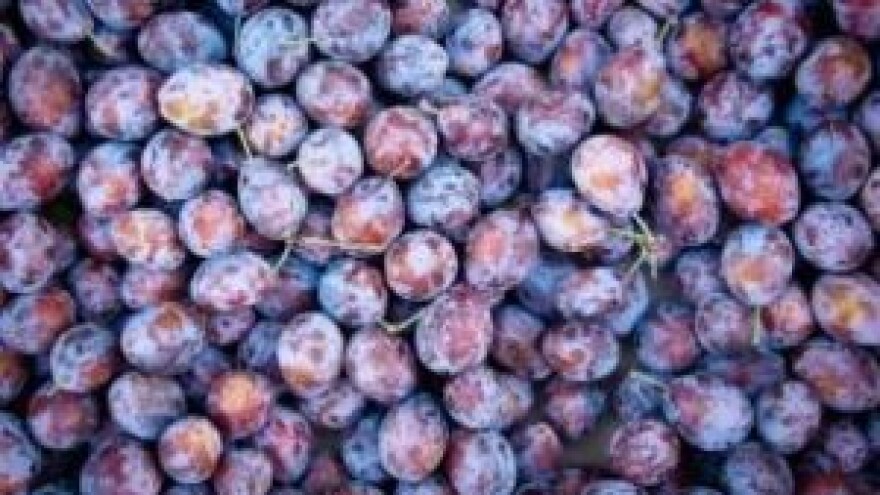 Zaštitite koštićavo voće