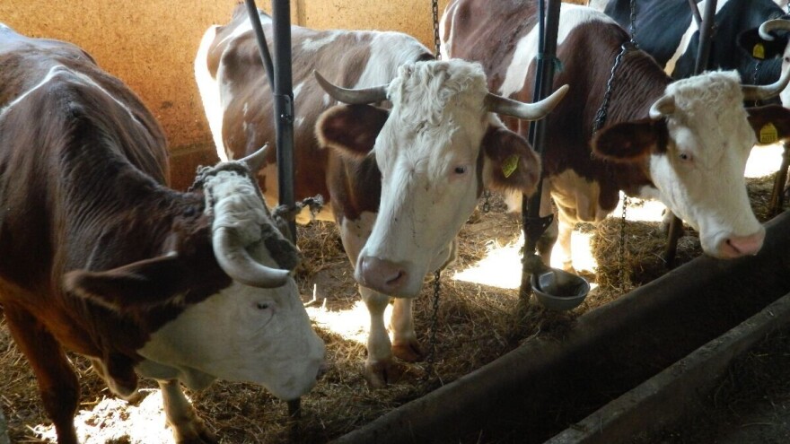 Za odgajivački program 50 miliona dinara: Konkurs traje do 25. oktobra