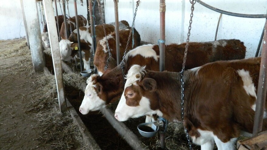 Za 500 junadi država će dati do 6.000 tona kukuruza