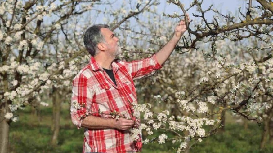 Zbog šljiva i inata otkrio ljubav prema voćarstvu