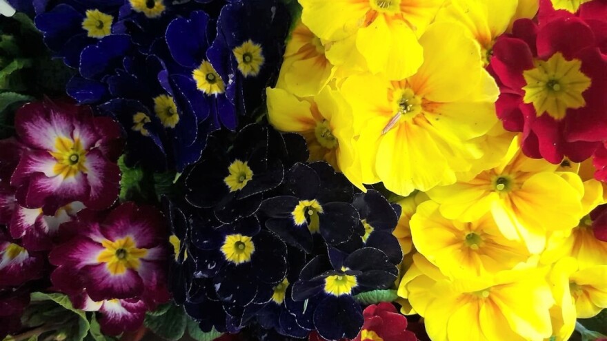 Pažnja se poklanja cvijećem - uzvratite njegovanjem biljke