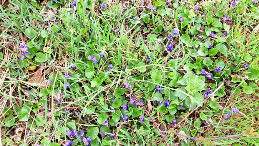 Čaj i liker od divlje ljubičice - neznana lekovita svojstva