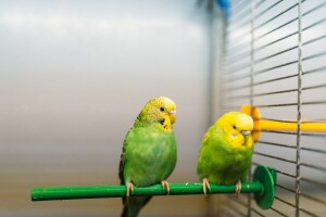 Nacrt prijedloga pravilnika o uvjetima kojima moraju udovoljavati trgovine kućnim ljubimcima