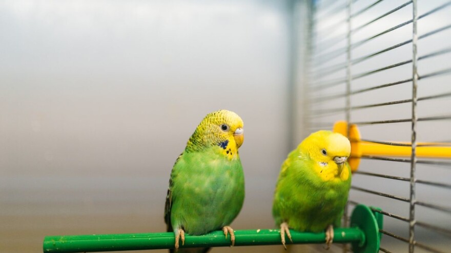 Nacrt prijedloga pravilnika o uvjetima kojima moraju udovoljavati trgovine kućnim ljubimcima