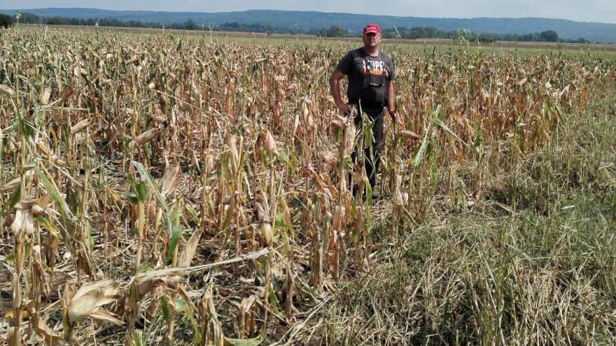 Posledice grada: Detelina sravnjena sa zemljom, kukuruz pod znakom pitanja