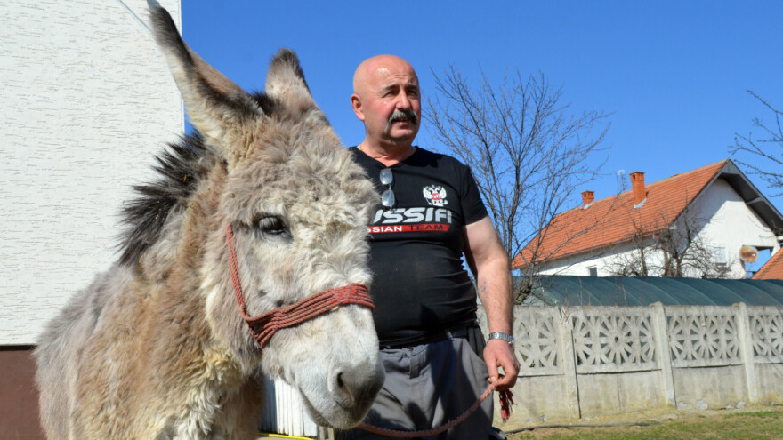 Zašto su magarci ponovo popularni u Šumadiji?