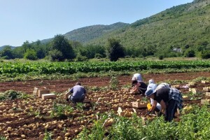 Brendirani krompir iz Ljubuškog opravdao cijenu sadnje, stiže i do EU