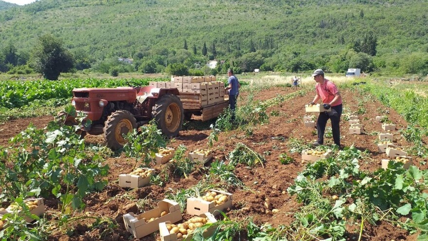 Ljubušaci završili sezonu: Rod krompira slabiji, ali sve prodano