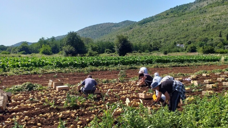 Brendirani krompir iz Ljubuškog opravdao cijenu sadnje, stiže i do EU
