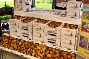 Od krumpira napravili robnu marku: Sav urod "Ljubuškog Ranog" uspješno prodali!
