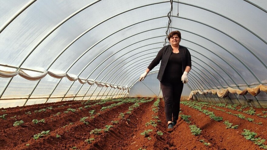 U Ljubuškom 350 ha pod krompirom: U prodaji već u aprilu