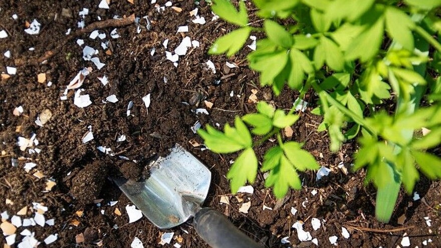 4 načina kako da iskoristite otpad iz domaćinstva u bašti