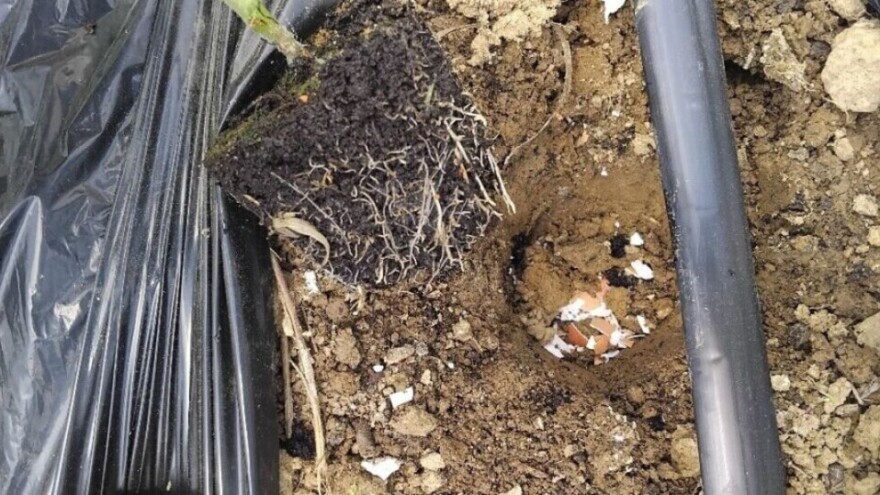 Sadite paradajz s ljuskama od jaja