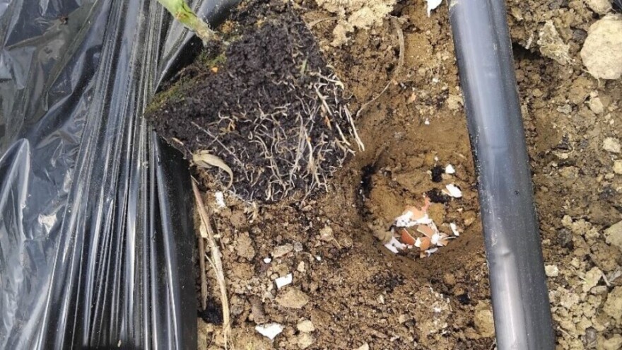 Sadite paradajz s ljuskama od jaja