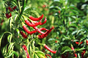 Biraju najmanje 21 farmera za proizvodnju ljutih paprika i drugog povrća