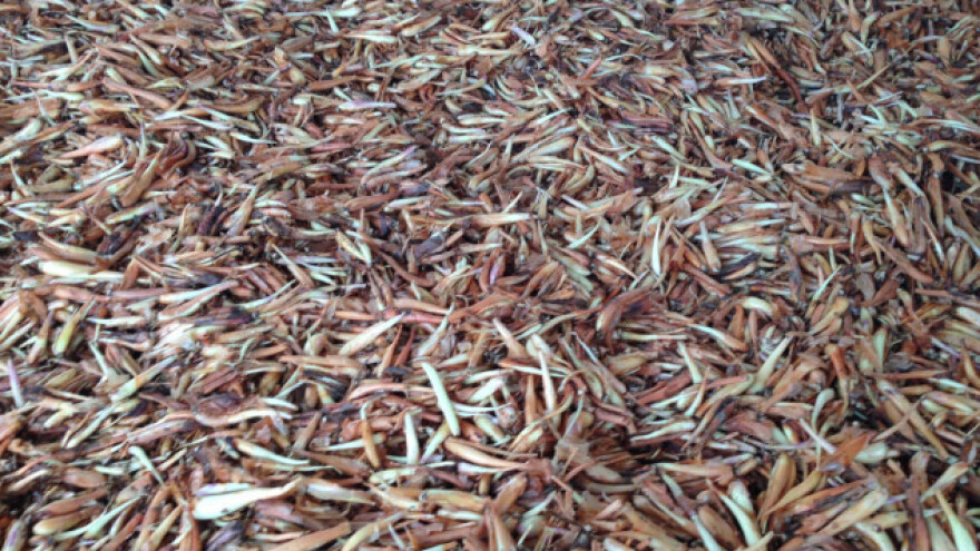 Mladenka je ljutiki slučajno pronašla tržište